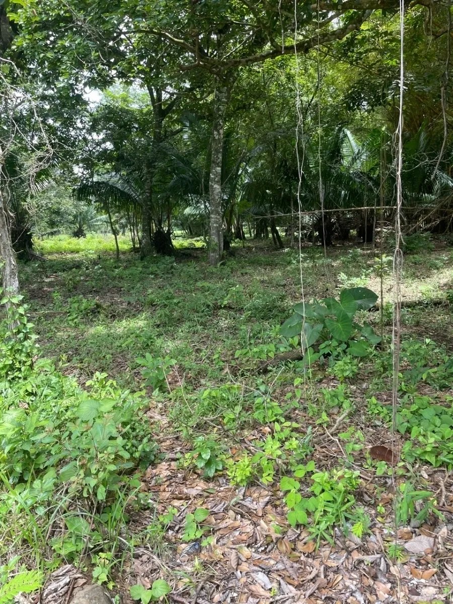 3 romantic lots near Dolega, Boquete