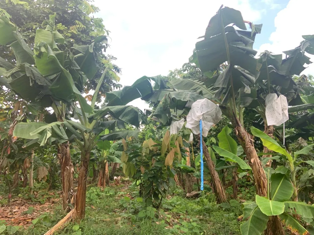 Plantación de cacao y plátano - 1464 hectáreas de tierra fértil en cuango