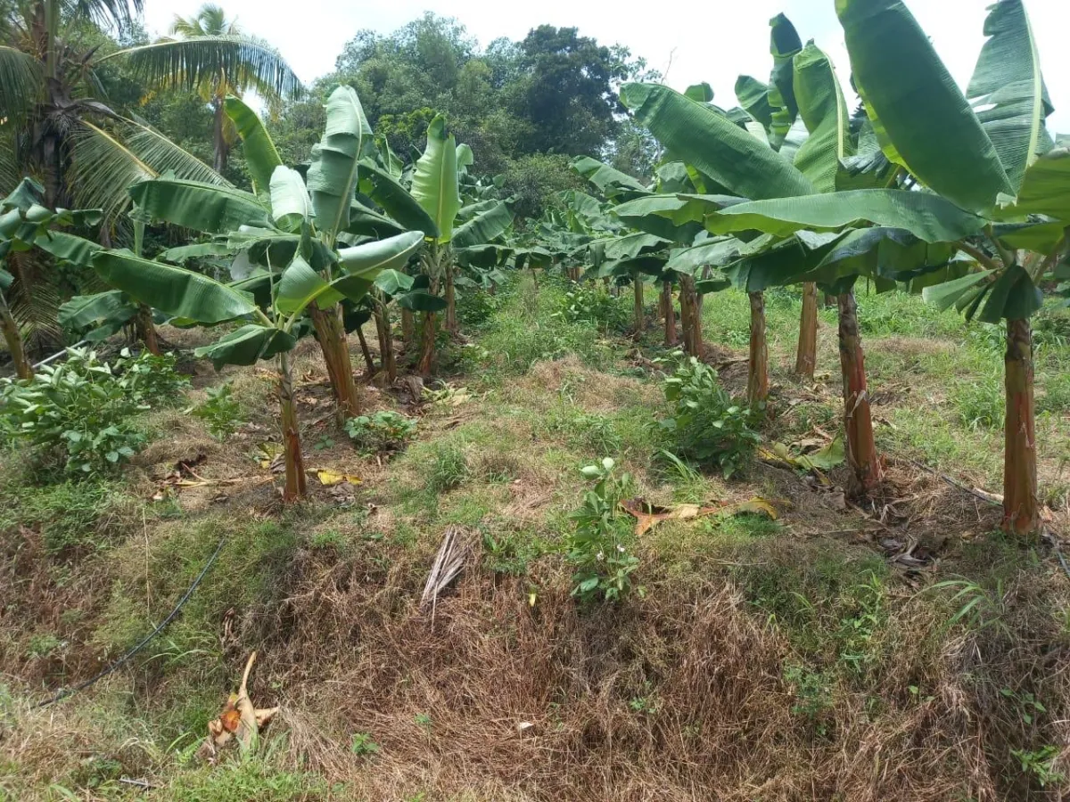 Plantación de cacao y plátano - 1464 hectáreas de tierra fértil en cuango