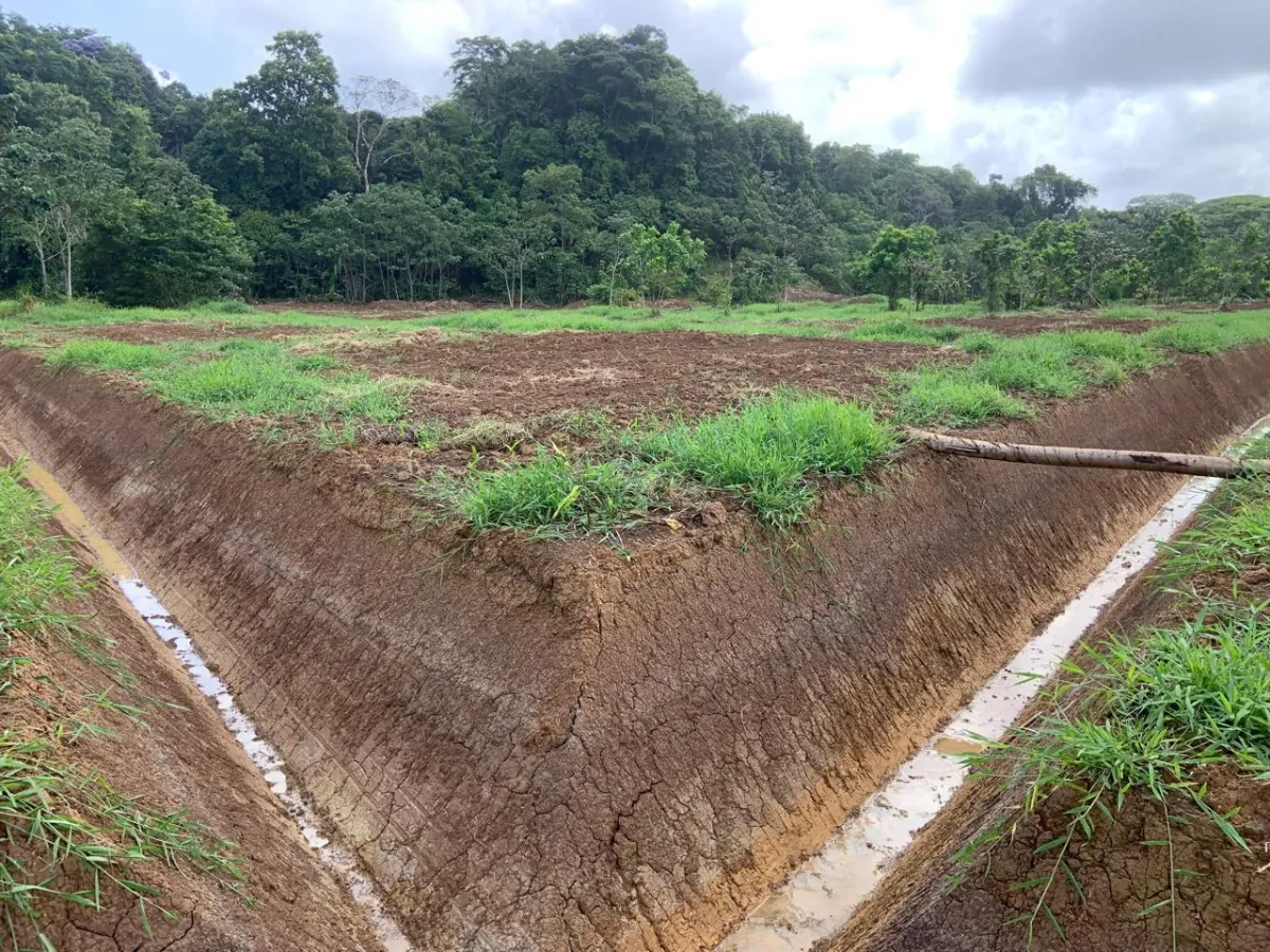 Plantación de cacao y plátano - 1464 hectáreas de tierra fértil en cuango