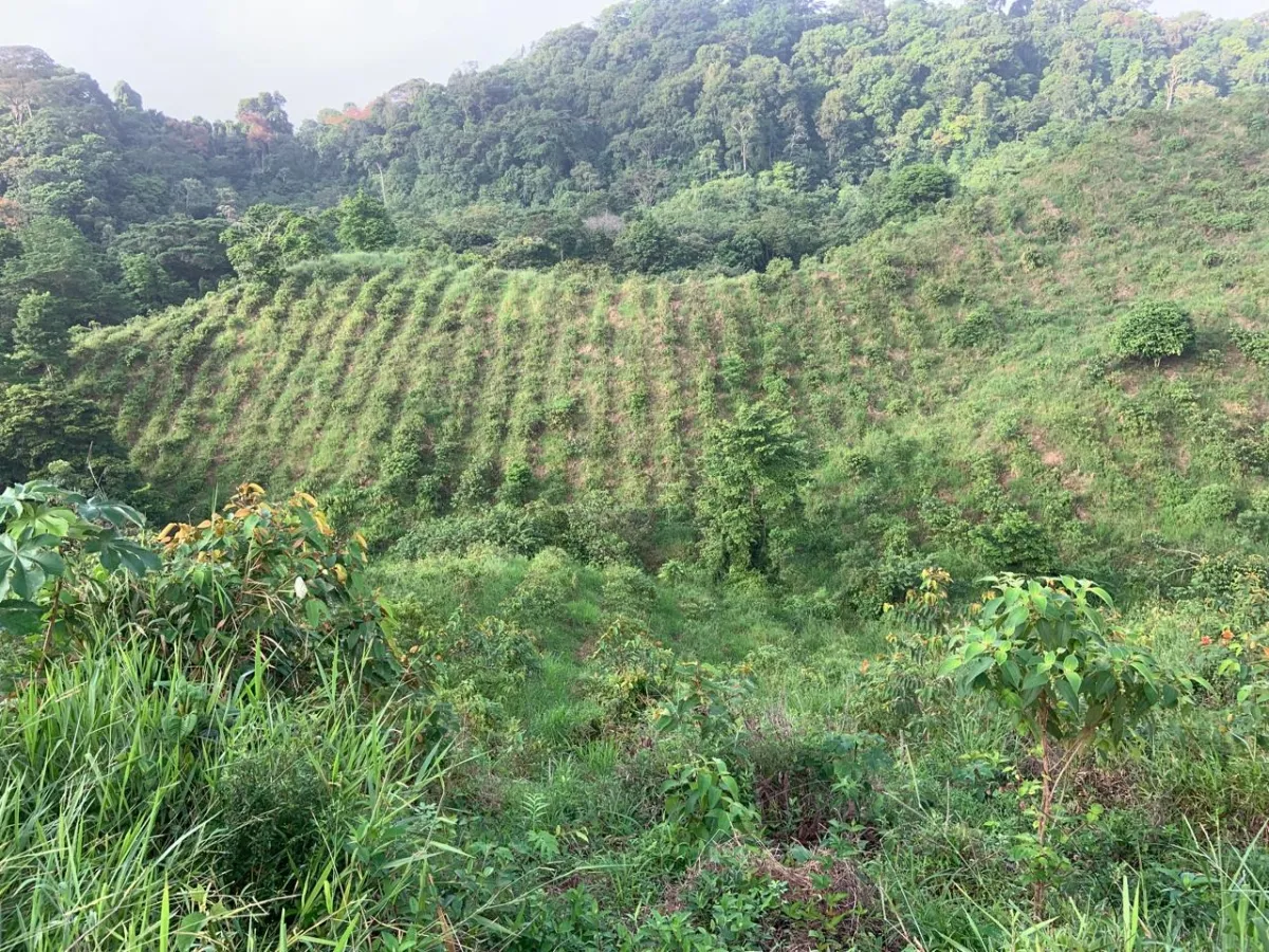 Plantación de cacao y plátano - 1464 hectáreas de tierra fértil en cuango