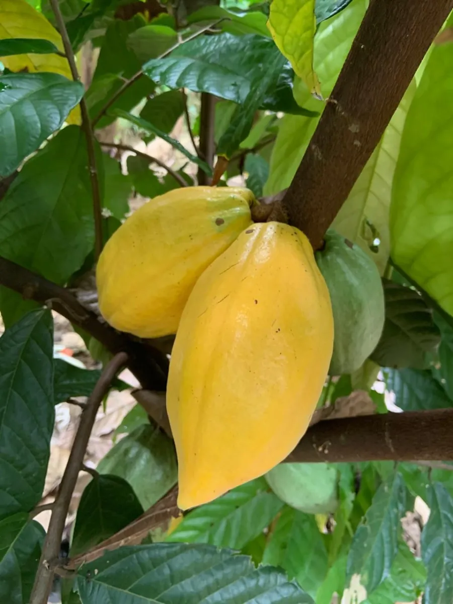 Plantación de cacao y plátano - 1464 hectáreas de tierra fértil en cuango