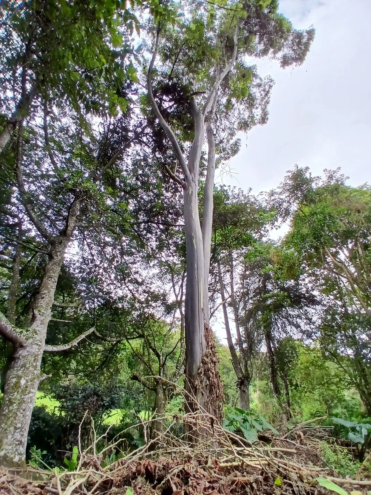 Beautiful park property in a refreshing high-altitude location