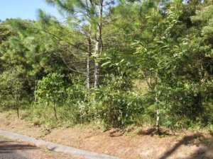 138860 - Altos del maria - lots
