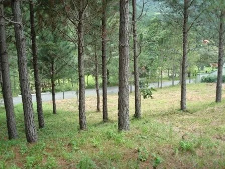 Lote hermoso en el area de valencia, altos del maria. precio reducido y negociable!