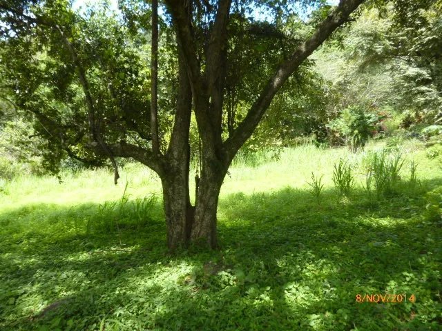 Lote plano en la atractiva zona de toscana en altos del mar