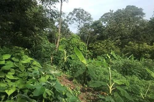 Se vende 6 lotes con vista al mar en largatero, veraguas. panamá