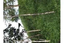 Se venden lotes en lagartero, sona - provincia de veraguas