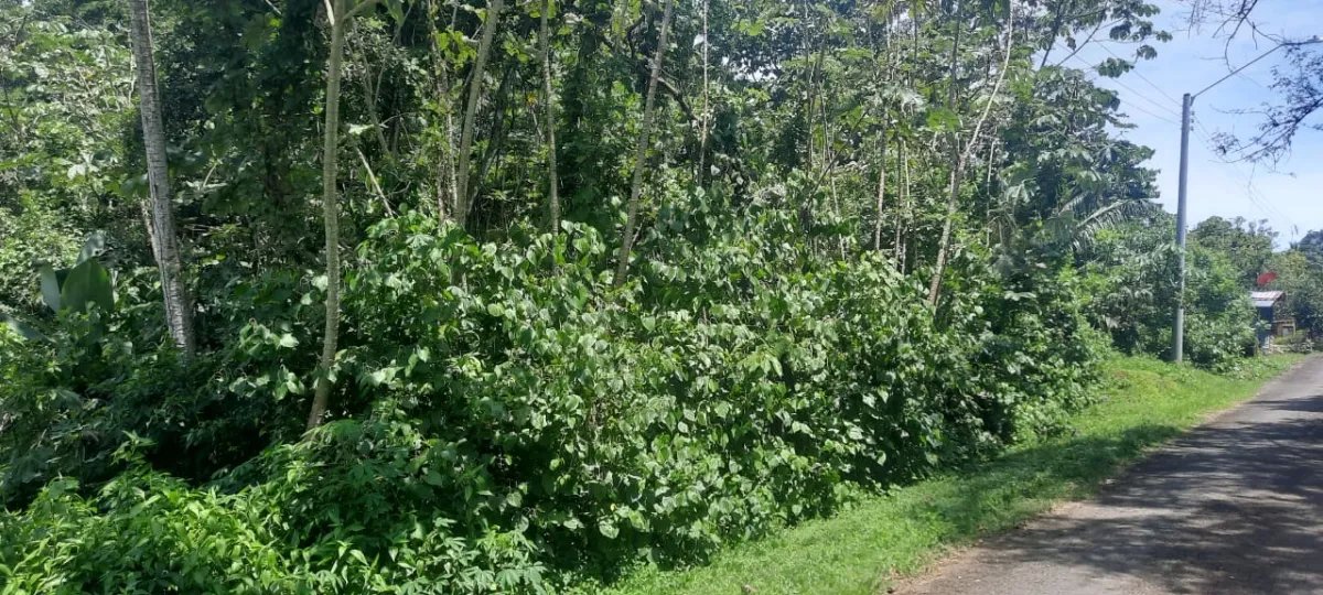 Lote tranquilo pero céntrica en las lajas, a 10 minutos de la playa