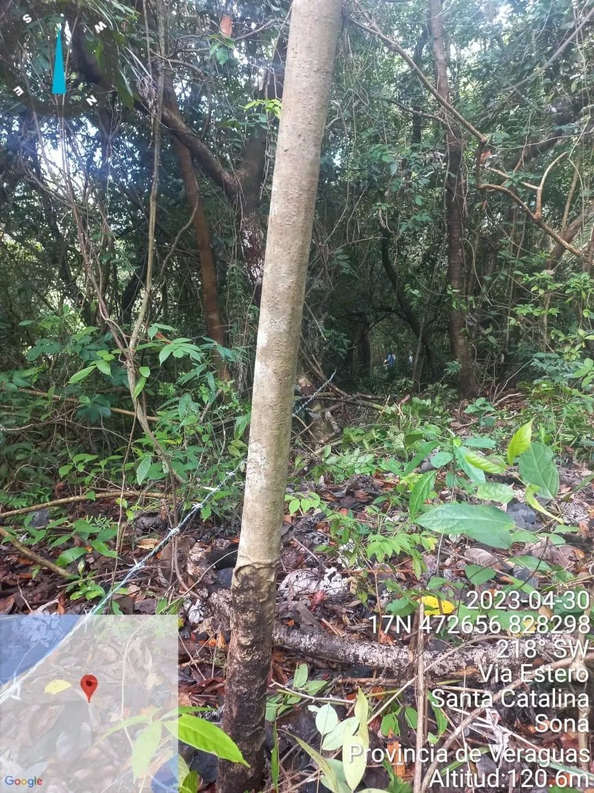 Propiedad en venta de casi 7 hectáreas (casi 17.29 acres), isla de cebaco, frente al mar. veraguas.