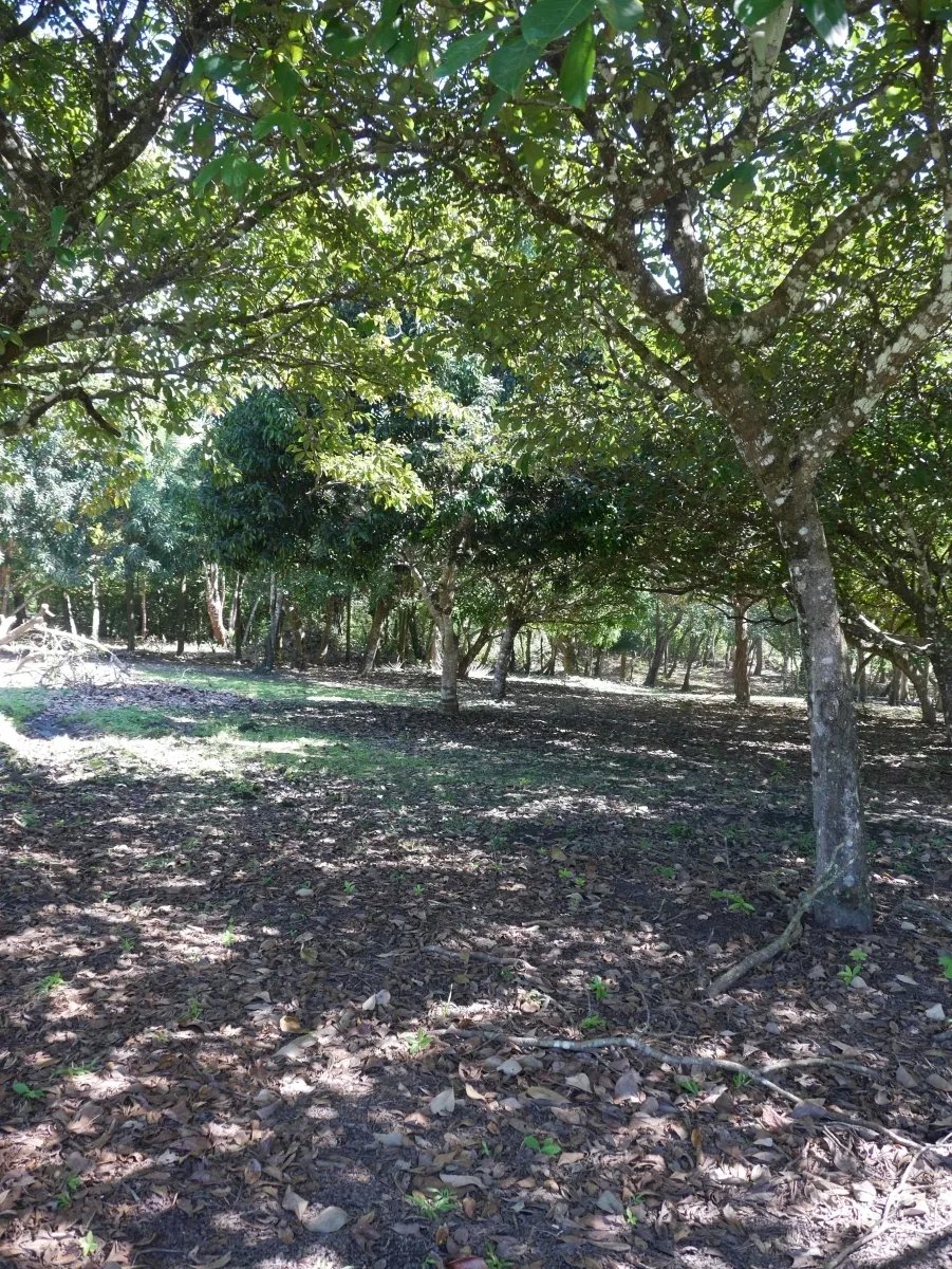 Su casa de playa de lujo en un terreno generoso