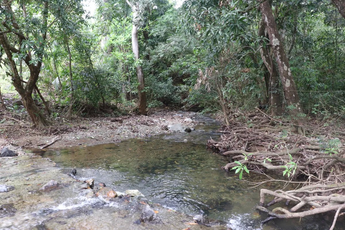 Venta de finca  el loro, vía las tablas / tonosí