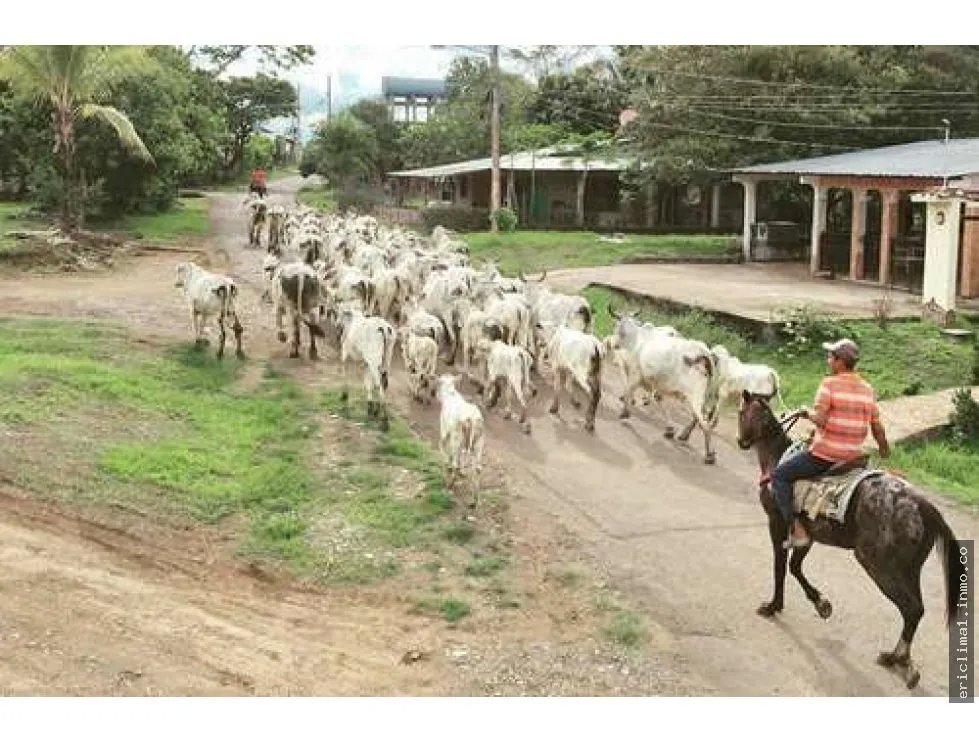 Vendo ganga finca en purio, pedasi.