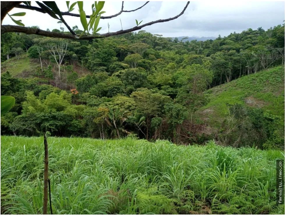 Se vende finca en ciri de los sotos capira panama