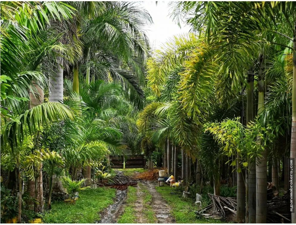 Se vende casa con plantación en nueva gorgona, chame