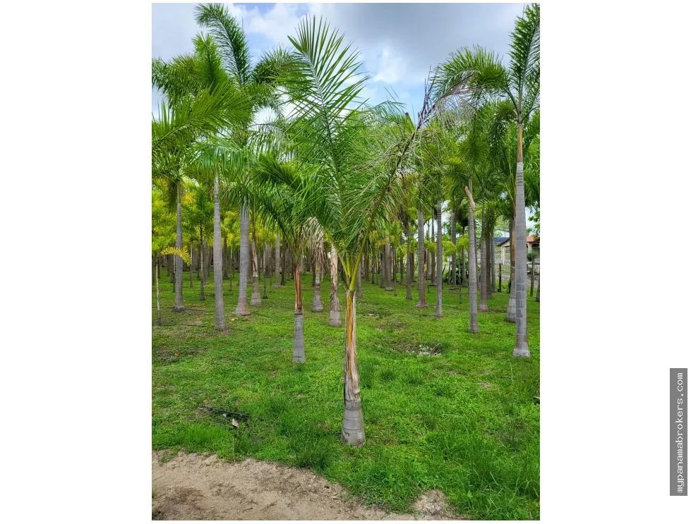Se vende casa con plantación en nueva gorgona, chame