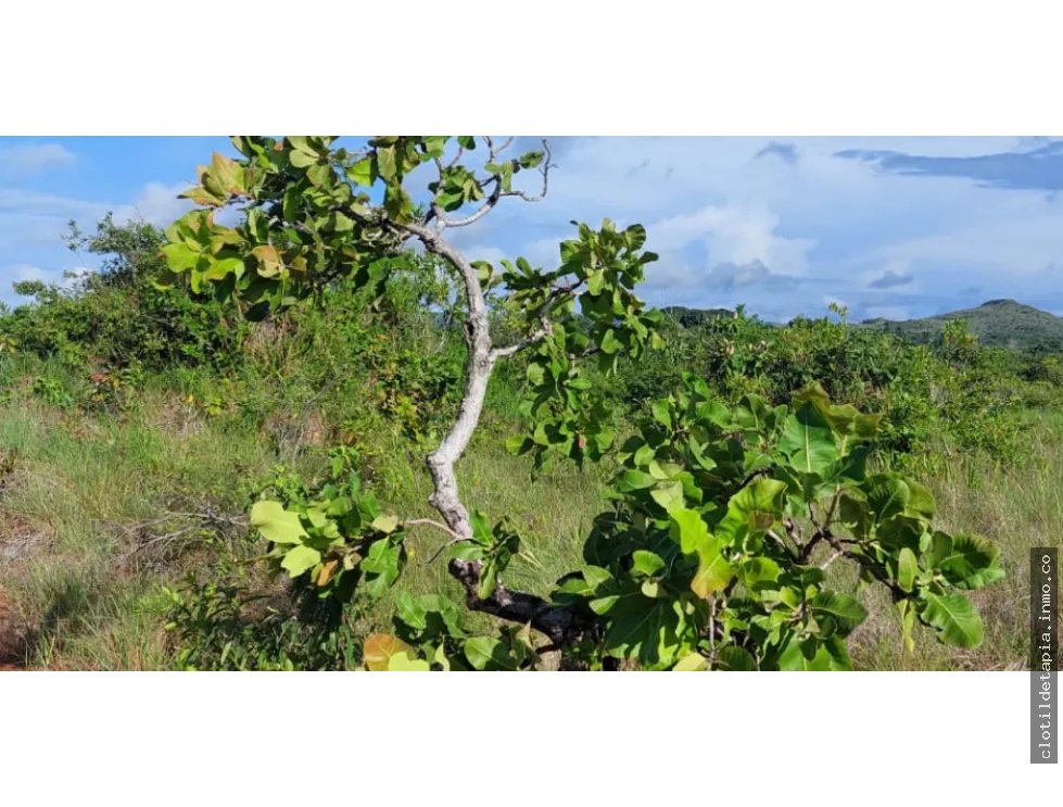 Se venden hectáreas en los pozos antón, coclé