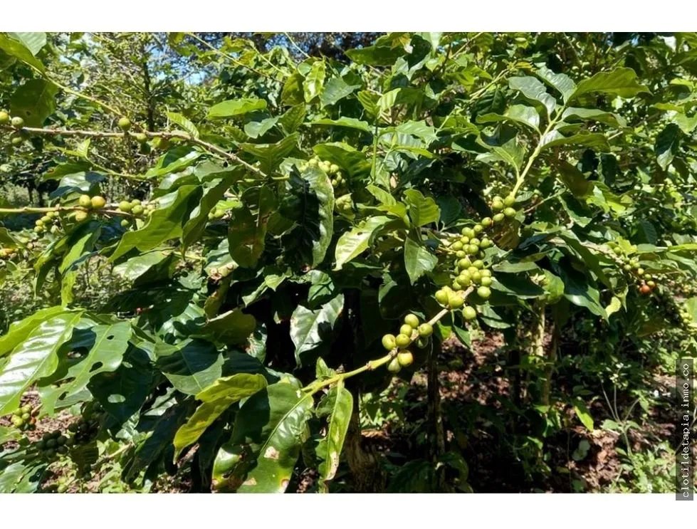 Se vende finca cafetera en alto boquete, chiriquí