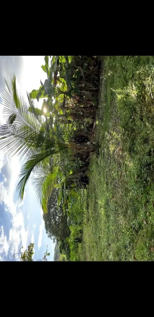 Terreno/Granja en Venta en Veraguas