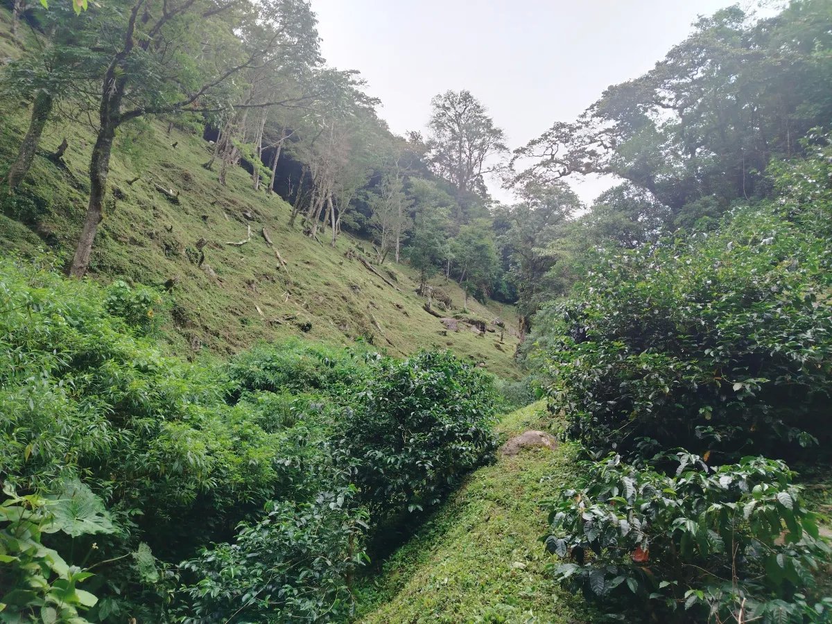 Finca de Cafe en Boquete | Los Naranjos Chiriqui Panamá | $15,000,000