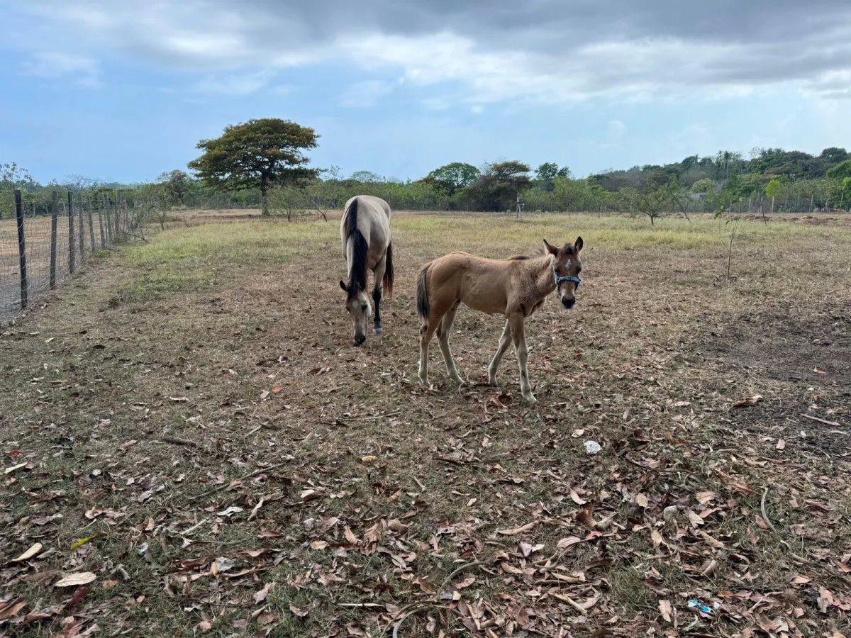 Finca Productiva y Ecuestre Totalmente Operativa cerca de Buenaventura