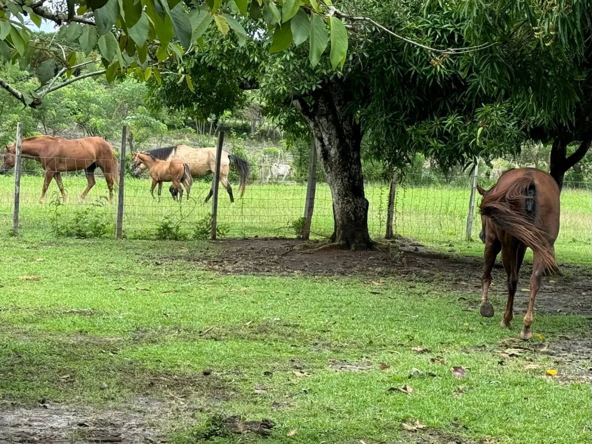 Finca Productiva y Ecuestre Totalmente Operativa cerca de Buenaventura