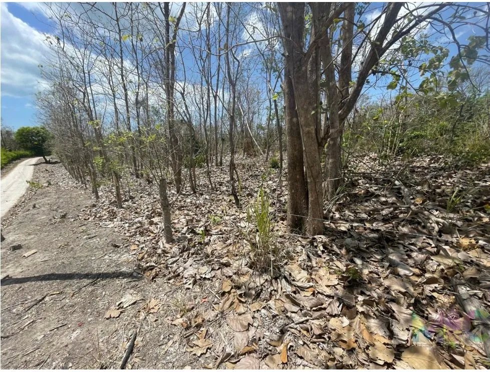 Se Vende Terreno en San Carlos Mata Palo