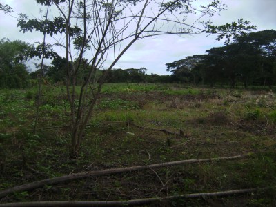 14338 - Antón - lotes