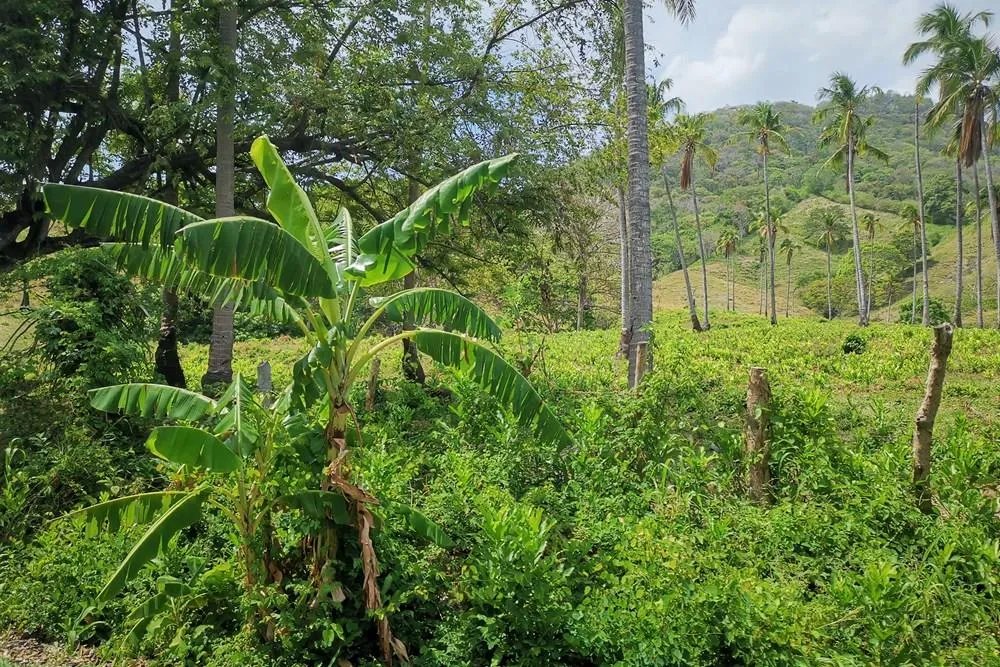 Lote de Playa en Venta en Cermeño de Capira