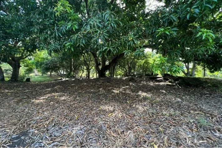 Land for sale in Albrook, Ancon