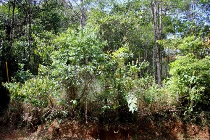 Land for sale in Altos de Cerro Azul, Panama