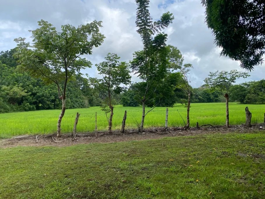 Farm For Sale in Guasimo