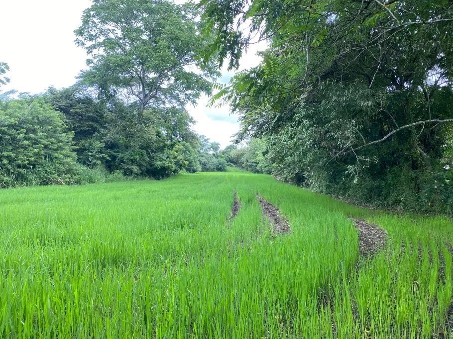 Farm For Sale in Guasimo