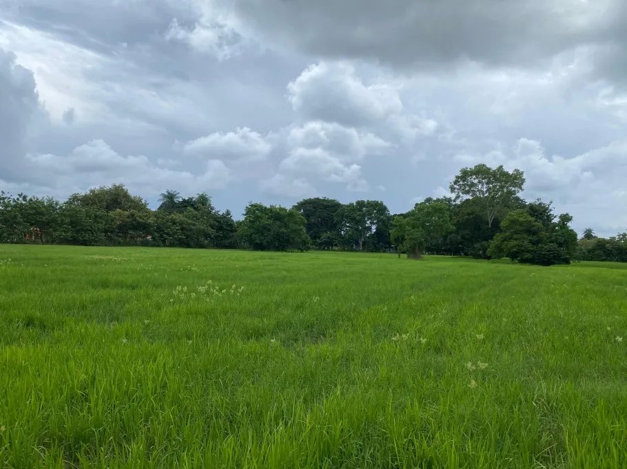 Farm For Sale in Guasimo