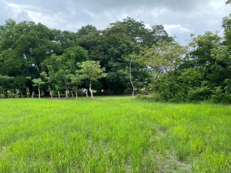 Farm For Sale in Guasimo