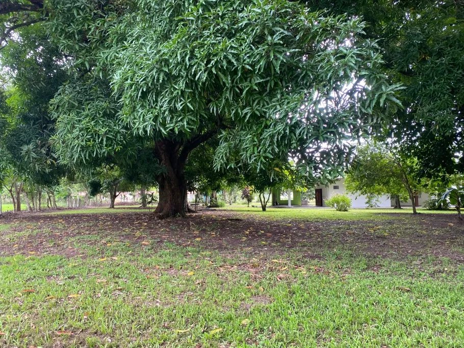 Farm For Sale in Guasimo