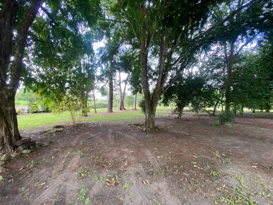 Farm For Sale in Guasimo