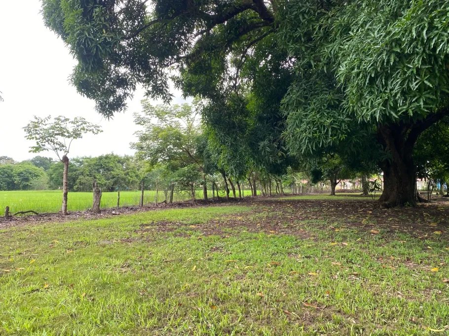 Farm For Sale in Guasimo