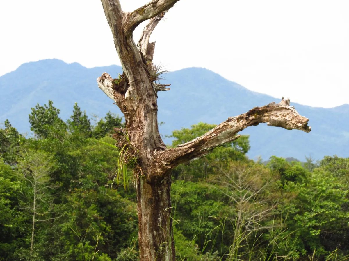 Lot For Sale in Potrerillos |  6059m² |  Chiriqui | Panama