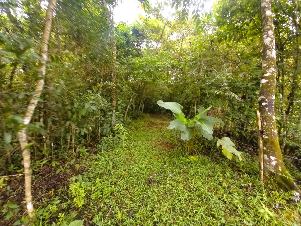 Lot For Sale in Potrerillos |  6059m² |  Chiriqui | Panama