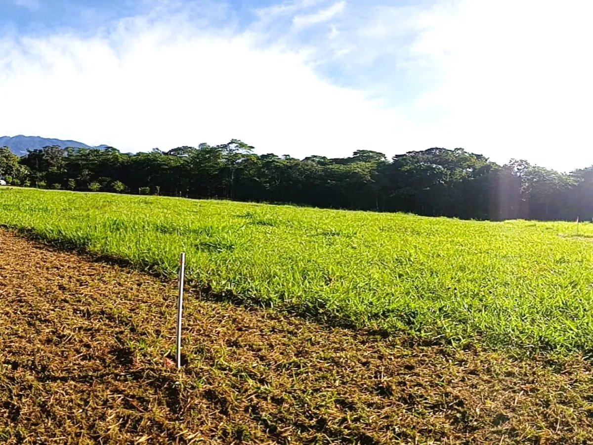 Lot For Sale in Potrerillos |  6059m² |  Chiriqui | Panama