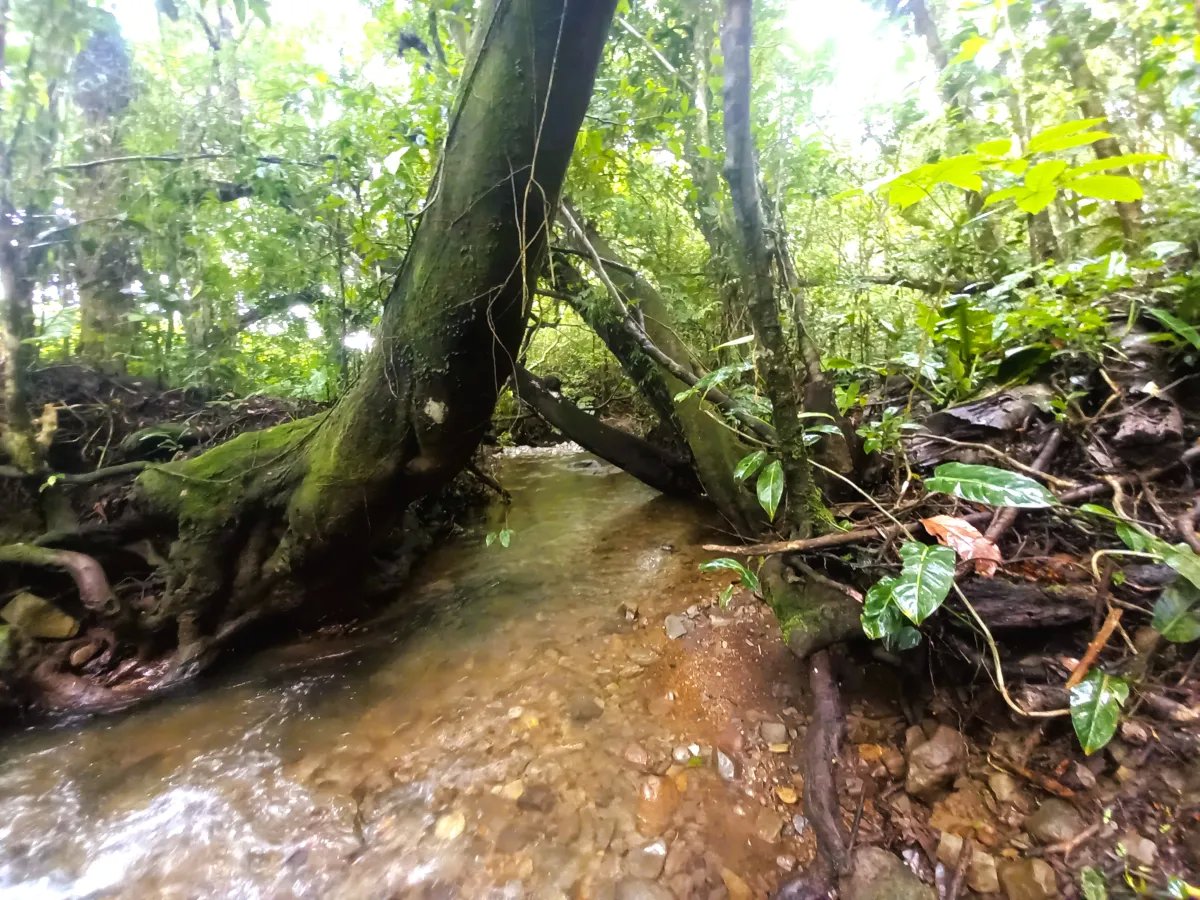 Lot For Sale in Potrerillos |  6059m² |  Chiriqui | Panama