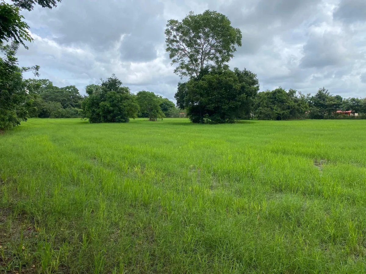 Farm For Sale in Alanje