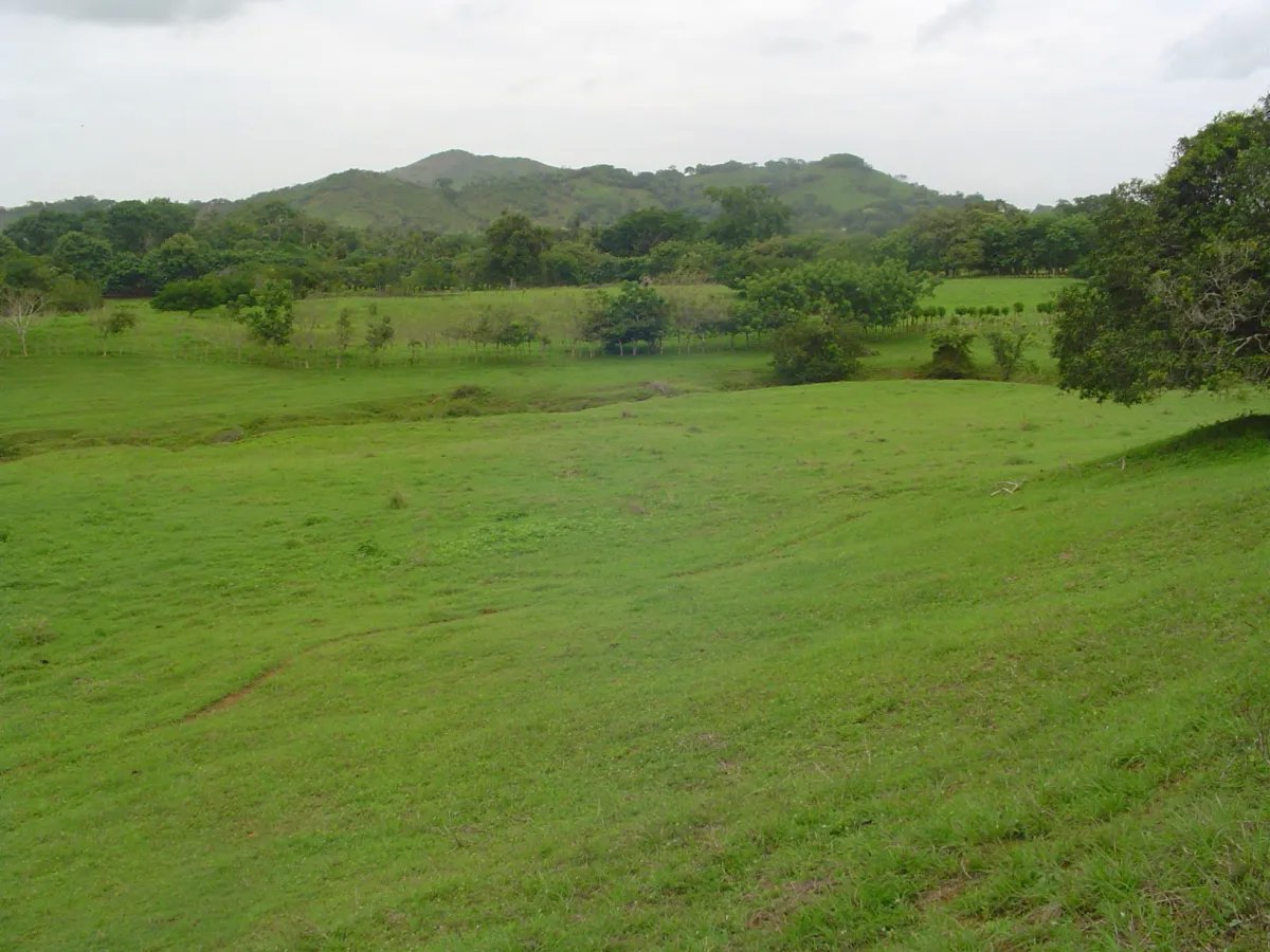 Unimproved Land For Sale in Parita, Potuga