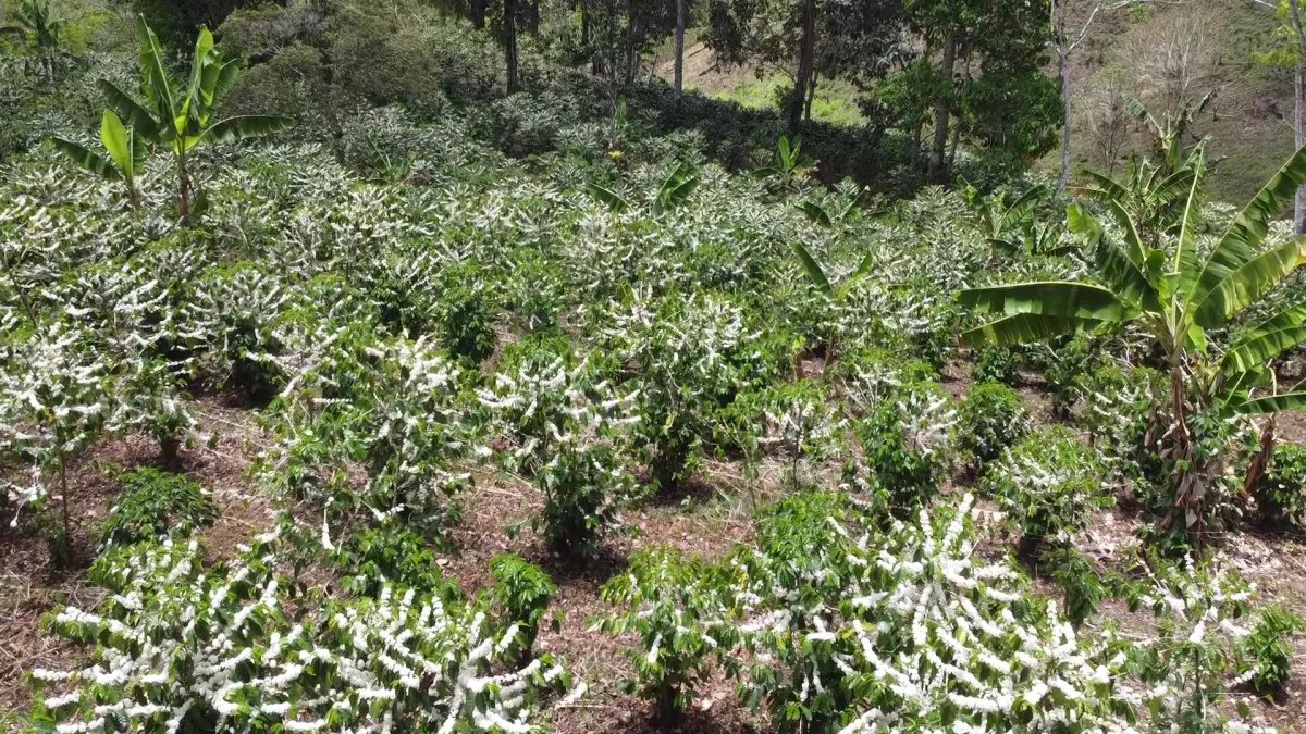 Farm For Sale in Santa Clara Renacimiento