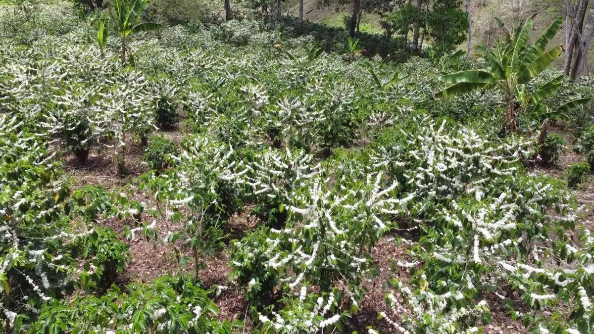 Farm For Sale in Santa Clara Renacimiento