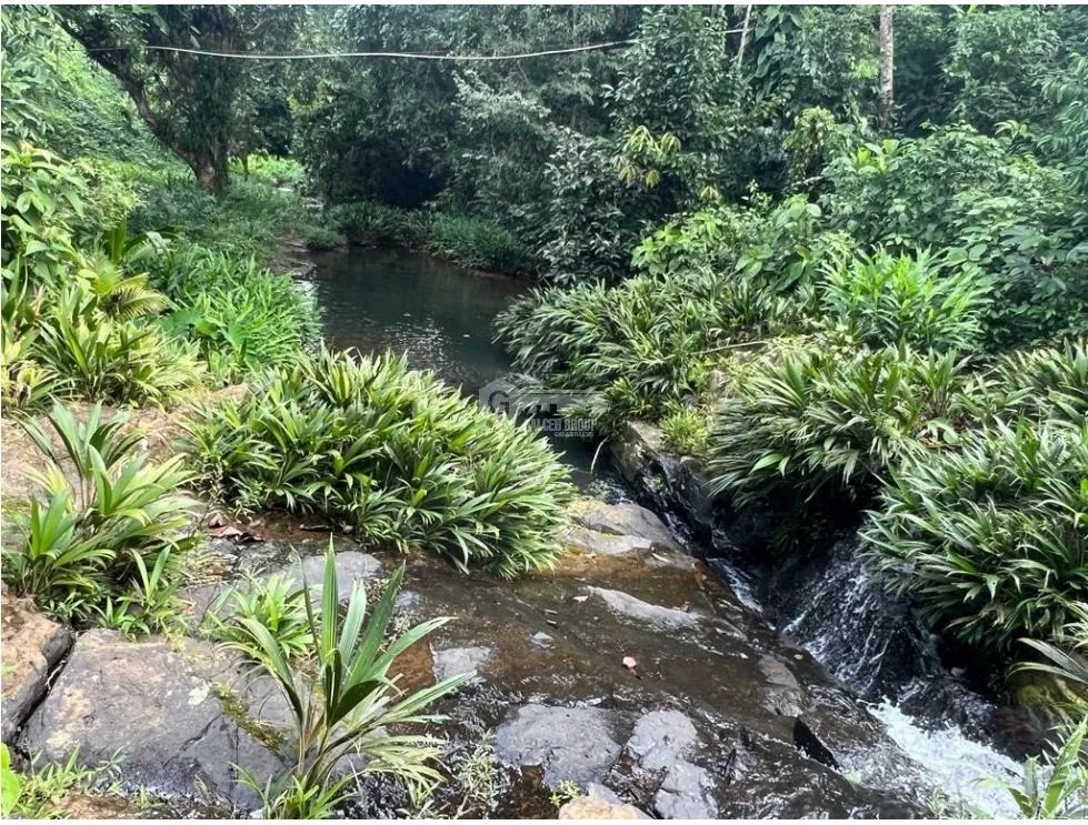 Land/Farm for sale in La Pintada