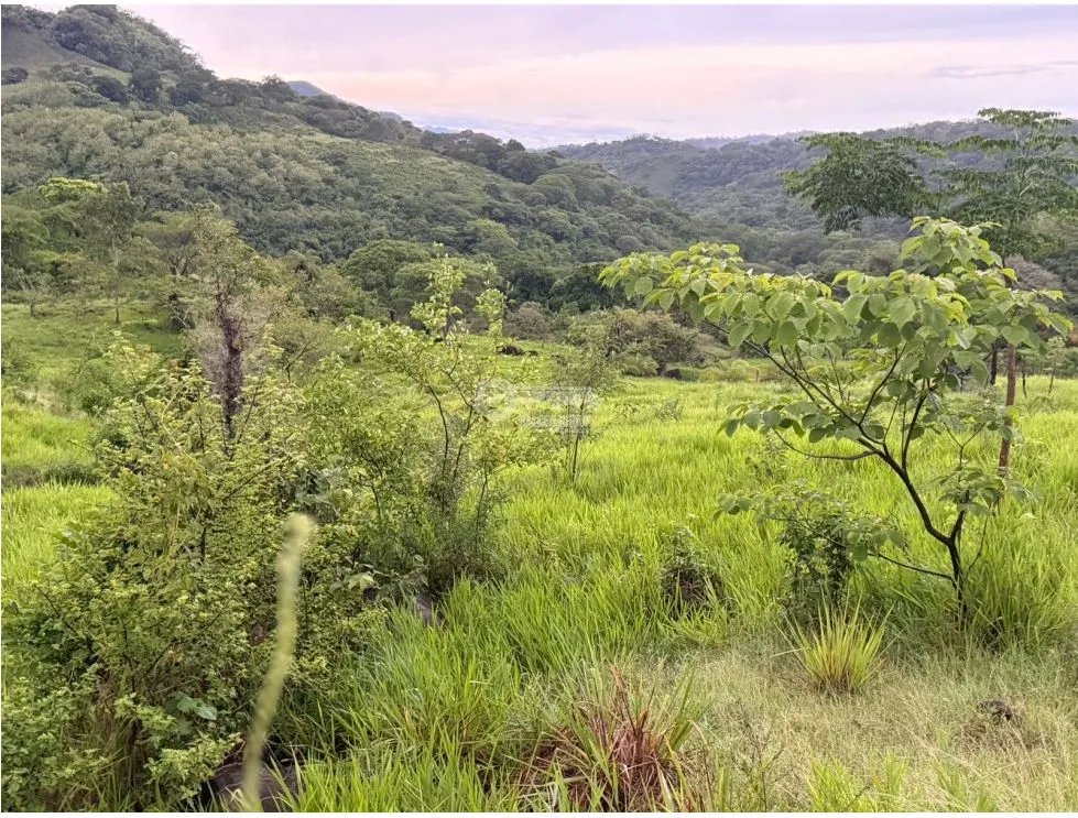 Land/Farm for sale in Sora