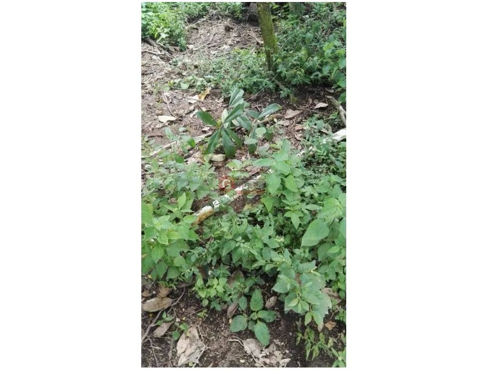 Land/Farm for sale in Boquete