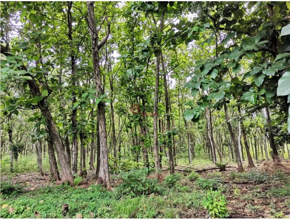 CHAME / FINCA EN BEJUCO / 10 HECTAREAS / CERCA DE LA INTERAMERICANA